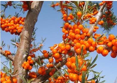 dr.eye译典通 大众字